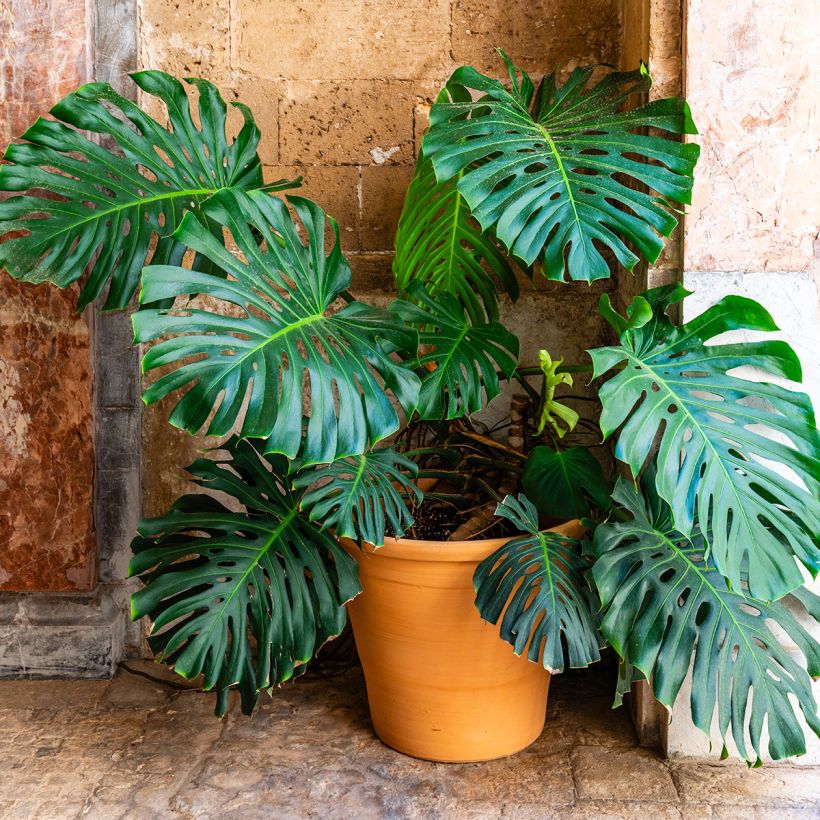 Monstera deliciosa (Porto)