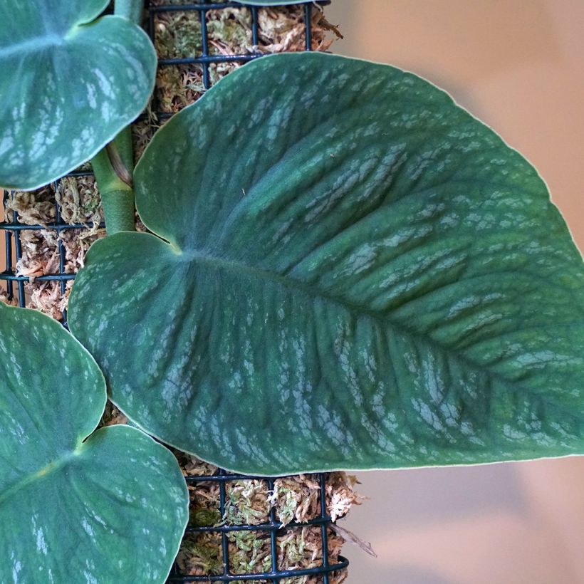 Monstera dubia (Fogliame)