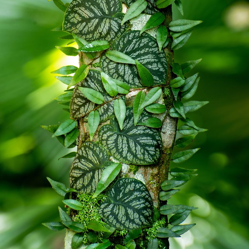 Monstera dubia (Porto)