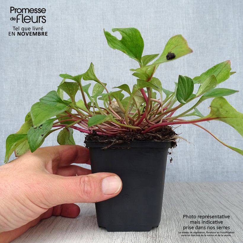 Esemplare di Claytonia sibirica Vasetto da 8/9 cm come consegnato in autunno