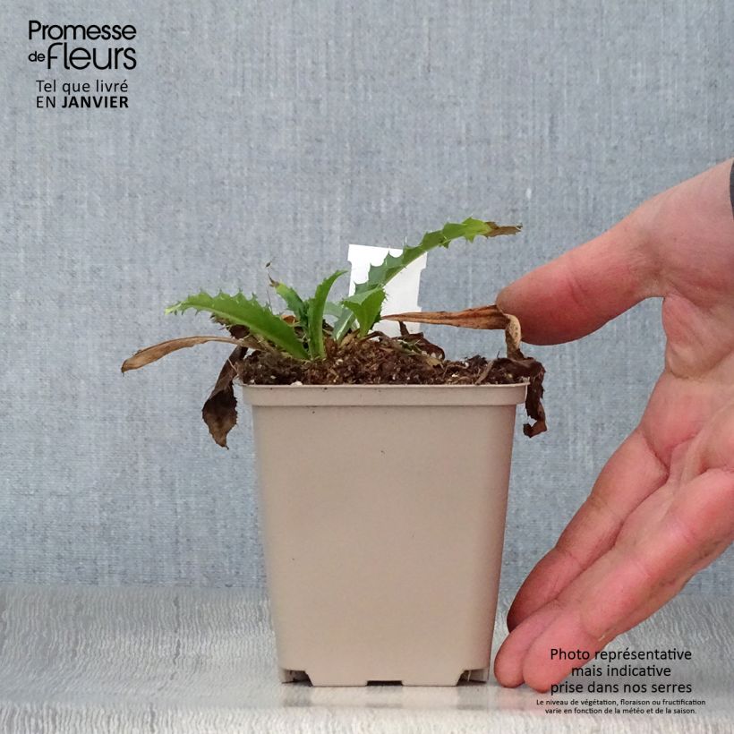 Morina longifolia Vasetto da 8/9 cm esemplare consegnato in inverno