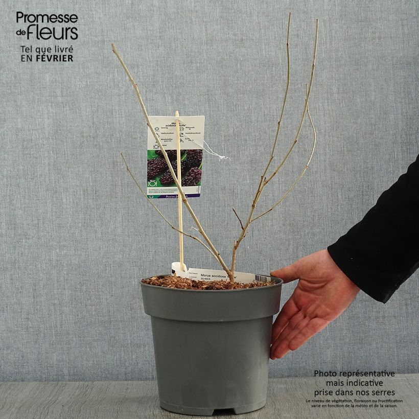 Morus acidosa Mulle - Gelso Vaso da 3L/4L esemplare consegnato in inverno