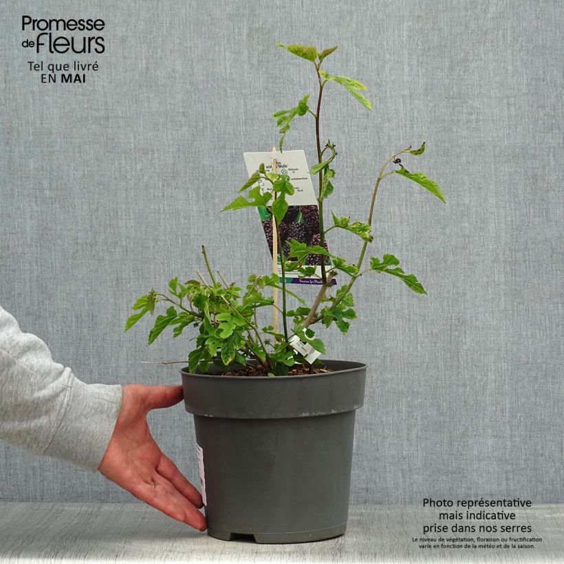 Morus acidosa Mulle - Gelso Vaso da 3L/4L esemplare consegnato in primavera