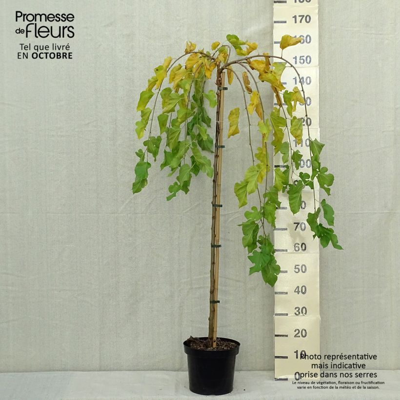 Esemplare di Gelso comune Pendula Vaso da 7,5L/10L come consegnato in autunno