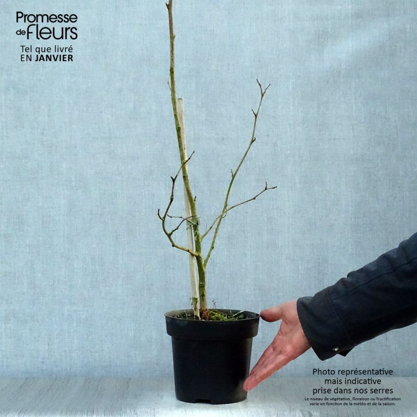 Morus nigra - Gelso nero Vaso da 1,5L/2L esemplare consegnato in inverno