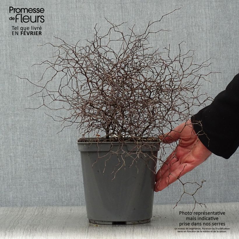 Muehlenbeckia astonii Vaso da 3L/4L esemplare consegnato in inverno