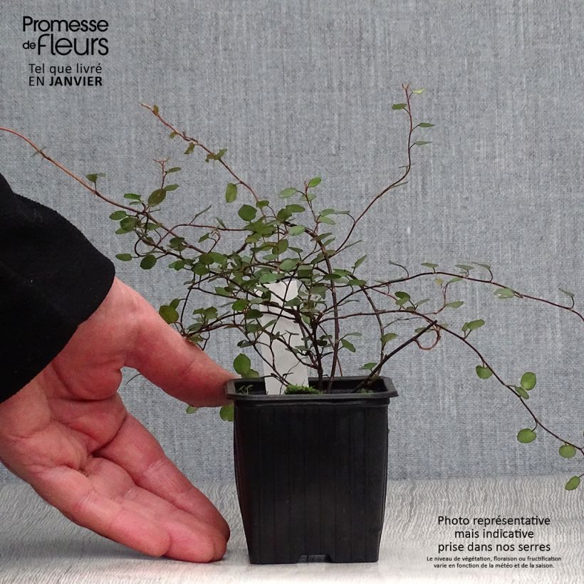 Muehlenbeckia complexa Vasetto da 8/9 cm esemplare consegnato in inverno