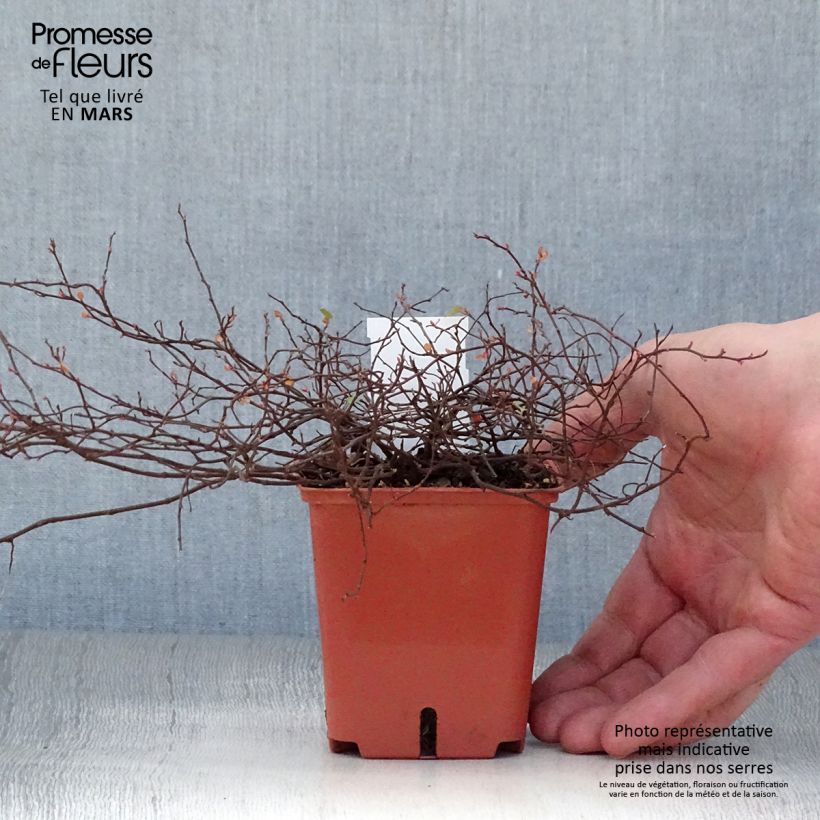 Muehlenbeckia complexa Golden Girl Vasetto da 8/9 cm esemplare consegnato in primavera