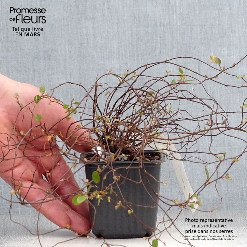 Muehlenbeckia complexa Sealand Compact Vasetto da 8/9 cm esemplare consegnato in primavera