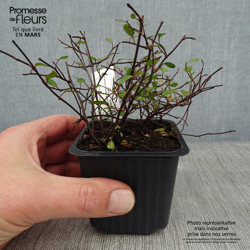 Muehlenbeckia complexa Sealand Compact Vasetto da 8/9 cm esemplare consegnato in inverno
