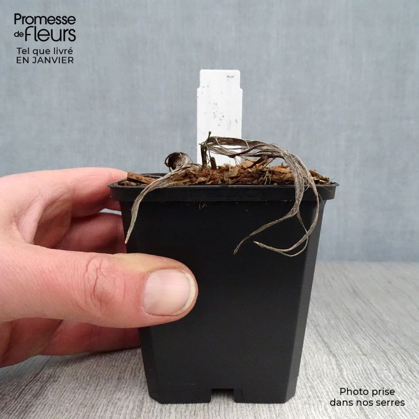 Convallaria majalis - Mughetto Vasetto da 8/9 cm esemplare consegnato in inverno