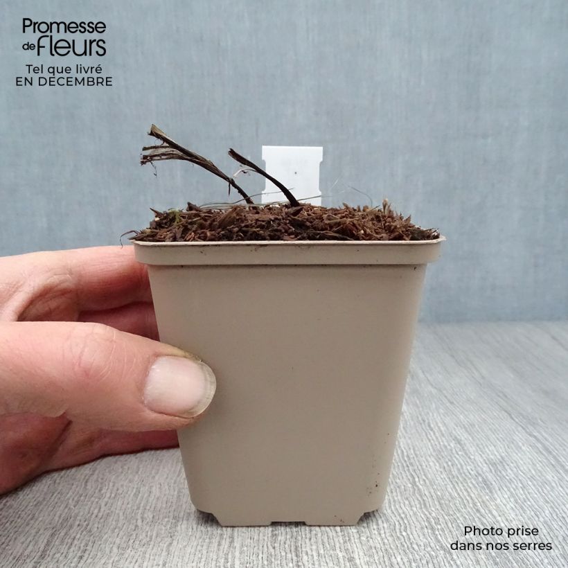 Convallaria majalis Bordeaux - Mughetto Vasetto da 8/9 cm esemplare consegnato in inverno