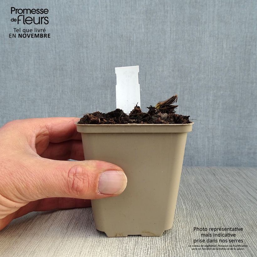 Esemplare di Convallaria majalis Bordeaux - Mughetto Vasetto da 8/9 cm come consegnato in autunno