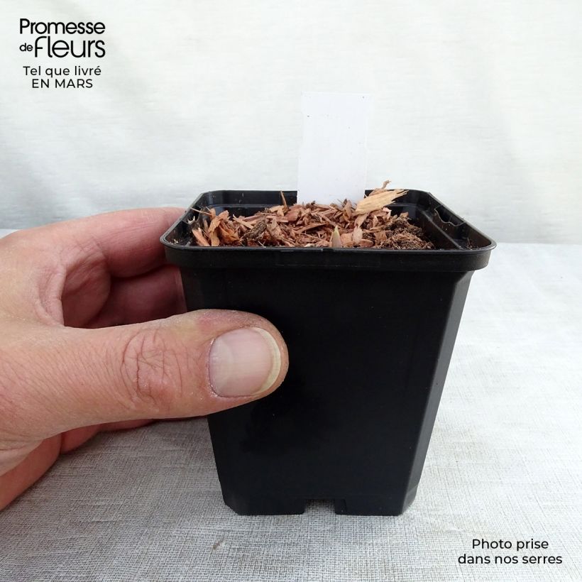 Convallaria majalis Rosea - Mughetto Vasetto da 8/9 cm esemplare consegnato in inverno