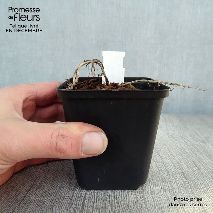 Convallaria majalis Doreen - Mughetto Vasetto da 8/9 cm esemplare consegnato in inverno