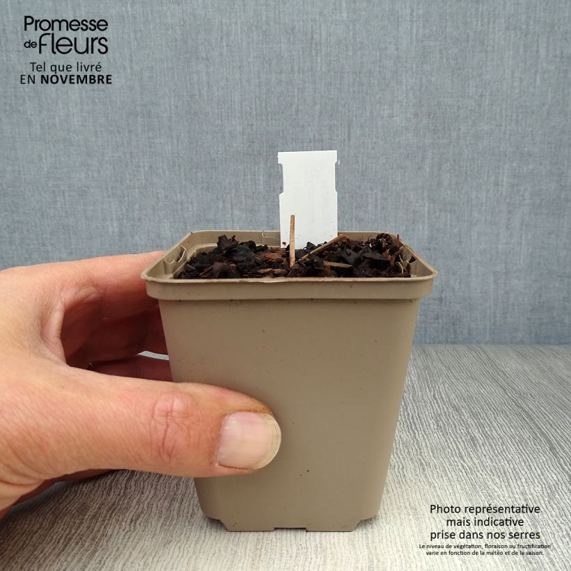 Esemplare di Convallaria majalis Doreen - Mughetto Vasetto da 8/9 cm come consegnato in autunno