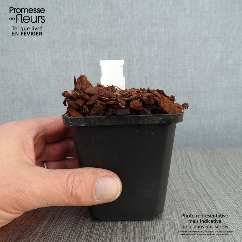 Convallaria majalis Prolificans - Mughetto Vasetto da 8/9 cm esemplare consegnato in inverno