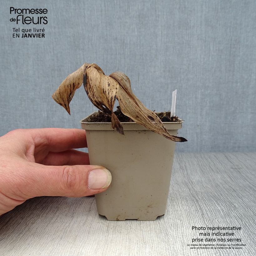 Convallaria majalis Hardwick Hall - Mughetto Vasetto da 8/9 cm esemplare consegnato in inverno