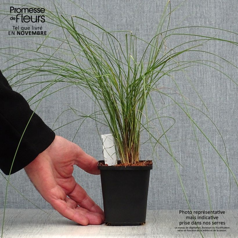 Esemplare di Muhlenbergia capillaris Vasetto da 8/9 cm come consegnato in autunno