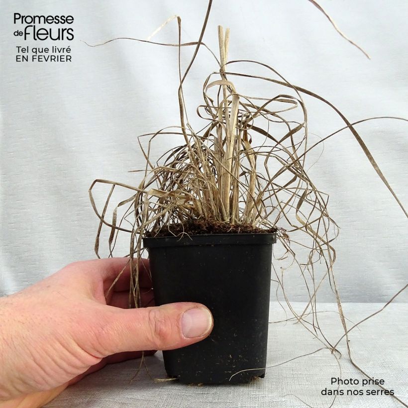 Muhlenbergia rigens Vasetto da 8/9 cm esemplare consegnato in inverno