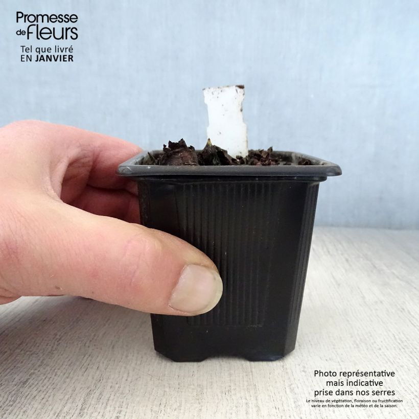 Mukdenia rossii Vasetto da 8/9 cm esemplare consegnato in inverno