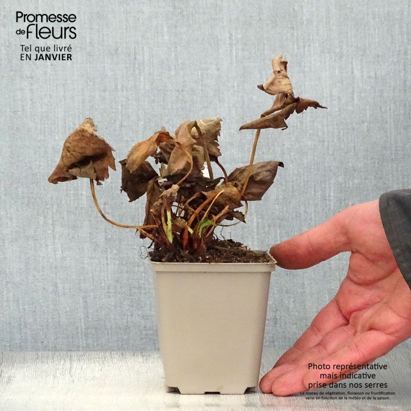 Mukgenia Nova Flame Vasetto da 8/9 cm esemplare consegnato in inverno