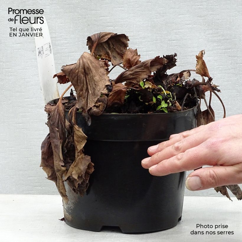 Mukgenia Nova Flame Vaso da 3L/4L esemplare consegnato in inverno