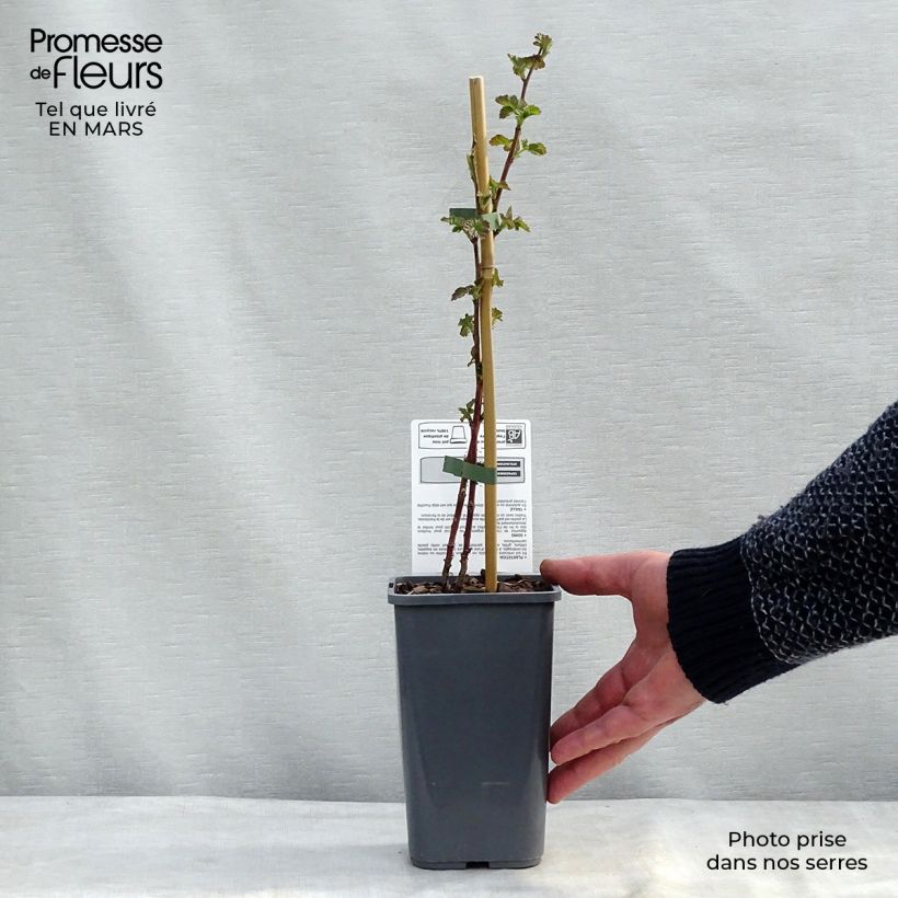 Mora ibrida Buckingham Tayberry Bio Vaso da 1,5L/2L esemplare consegnato in inverno