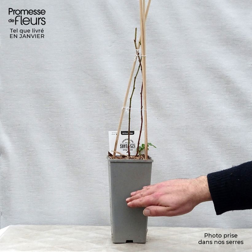 Mora ibrida Buckingham Tayberry Vaso da 1,5L/2L, Multifusto esemplare consegnato in inverno