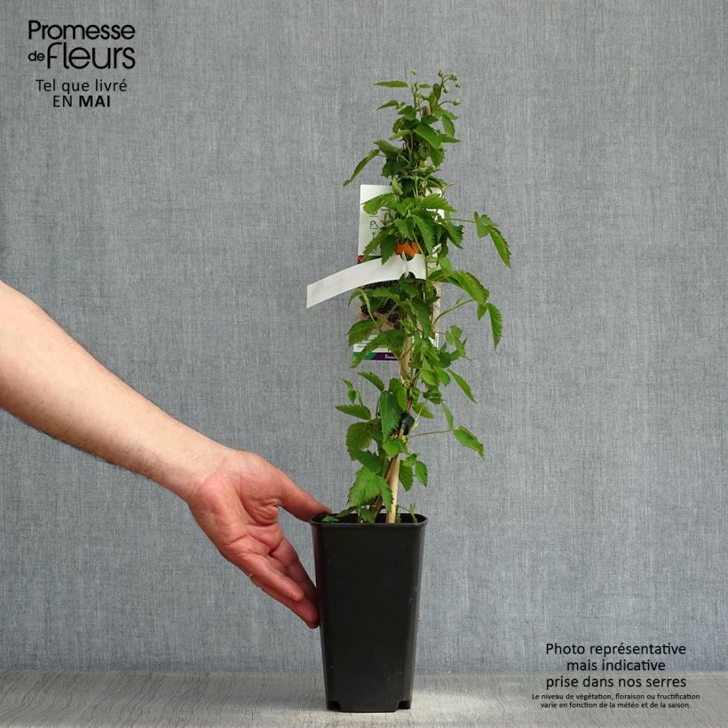 Mora Direttissima Montblanc Vaso da 2L/3L, Multifusto esemplare consegnato in primavera