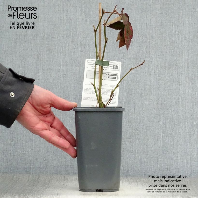 Mora Dirksen Bio Vaso da 1L/1,5L esemplare consegnato in inverno