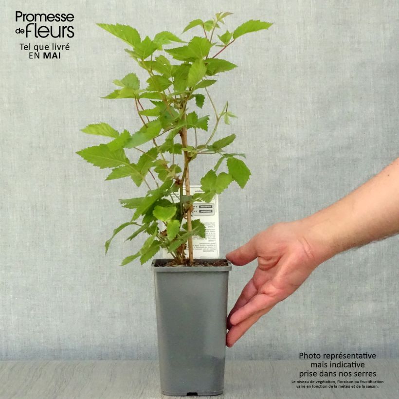 Mora Dirksen Bio Vaso da 1L/1,5L esemplare consegnato in primavera