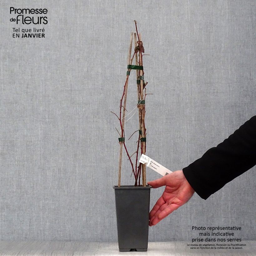 Mora Medana Tayberry Vaso da 1,5L/2L esemplare consegnato in inverno