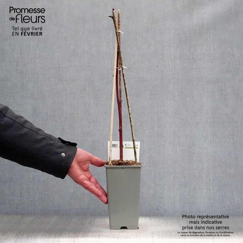 Mora Reuben Vaso da 1,5L/2L esemplare consegnato in inverno