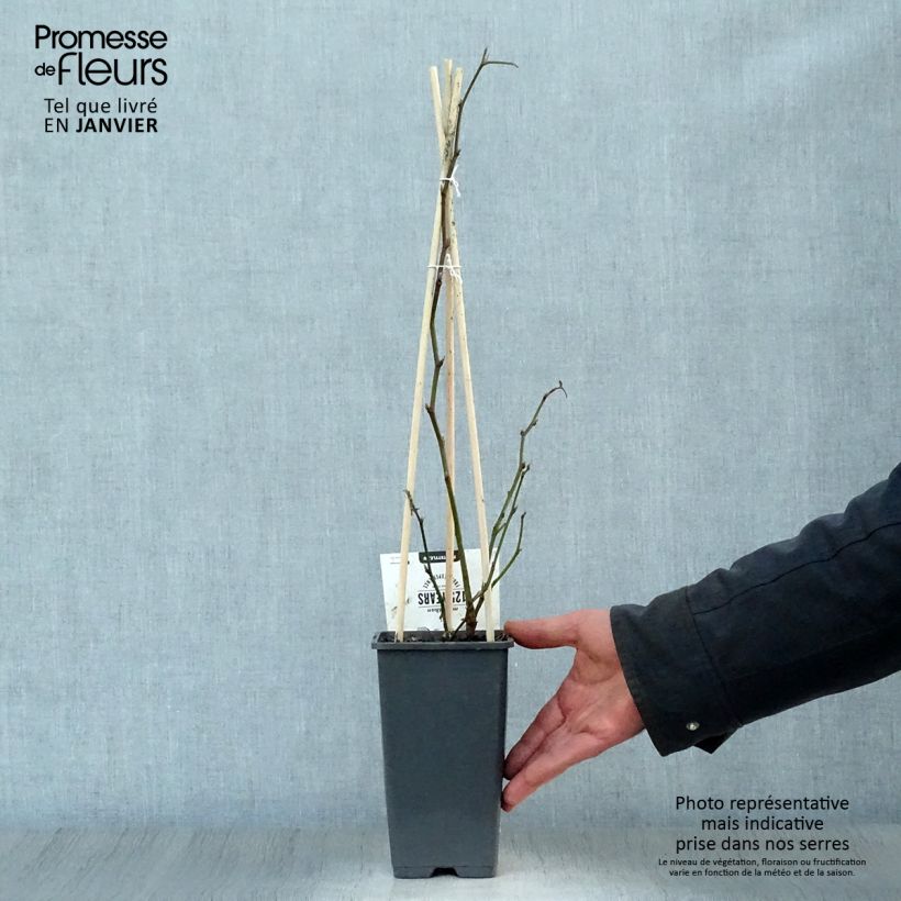 Mora Thornfree Vaso da 1,5L/2L, Multifusto esemplare consegnato in inverno