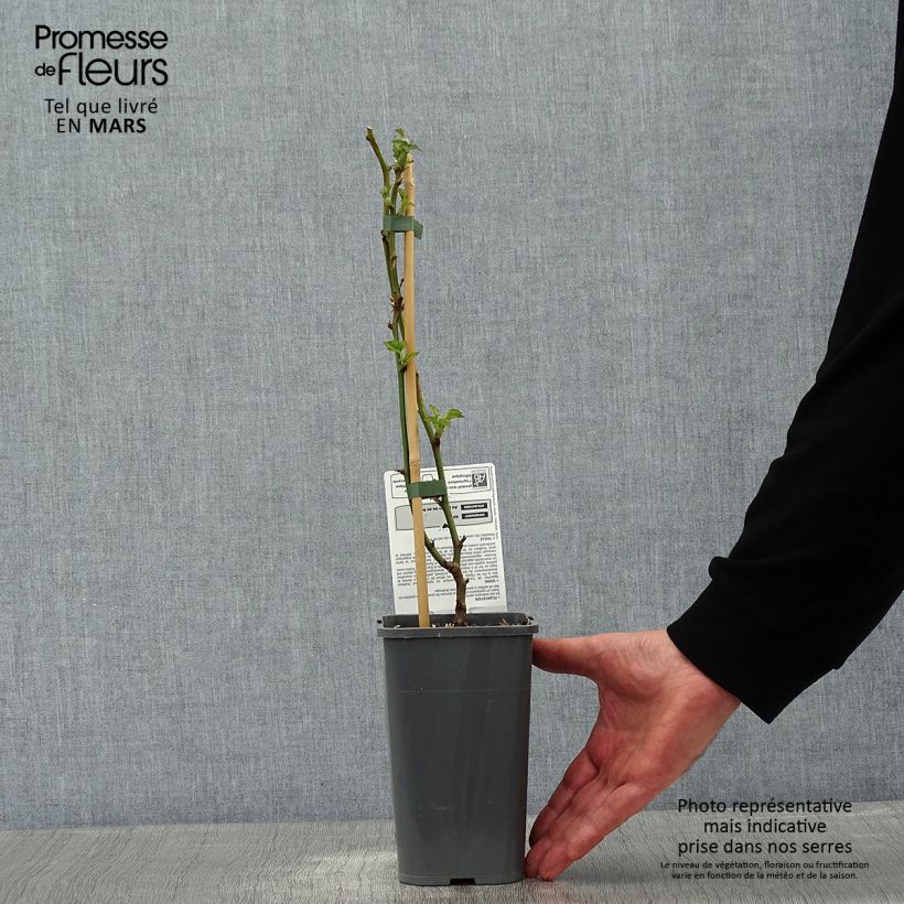 Mora Little Black Prince Vaso da 1,5L/2L, Multifusto esemplare consegnato in inverno