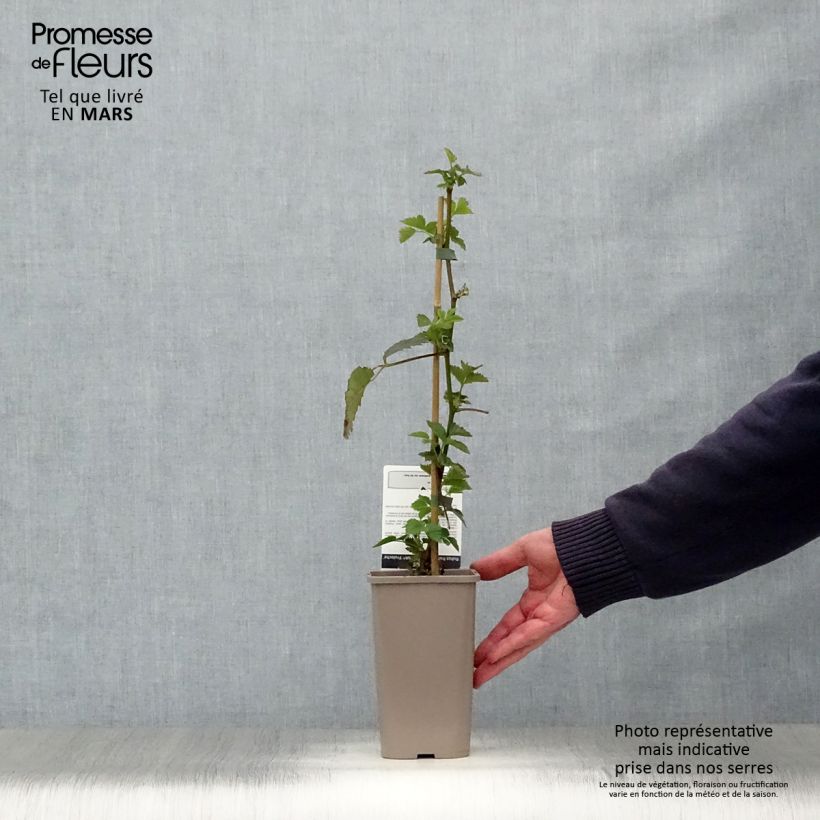 Mora Asterina Vaso da 1,5L/2L esemplare consegnato in primavera