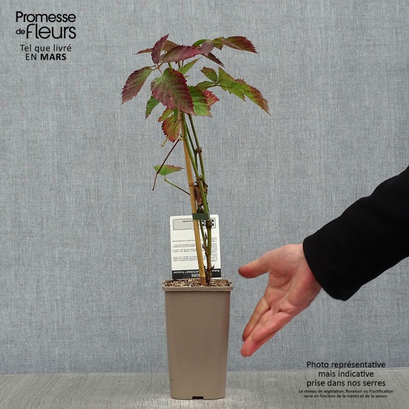 Mora Asterina Vaso da 1,5L/2L esemplare consegnato in inverno