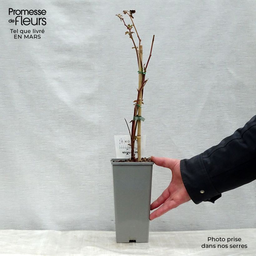 Mora Black Satin Vaso da 1,5L/2L, Multifusto esemplare consegnato in primavera