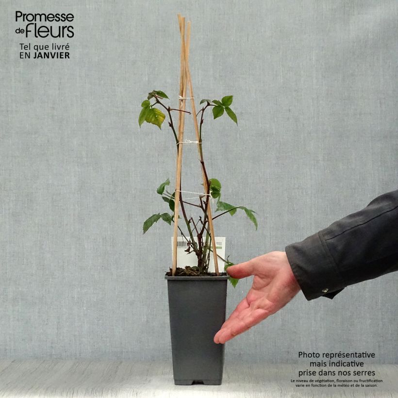 Mora Black Satin Vaso da 1,5L/2L, Multifusto esemplare consegnato in inverno