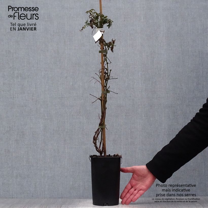 Mora Géante des jardins Vaso da 2L/3L esemplare consegnato in inverno