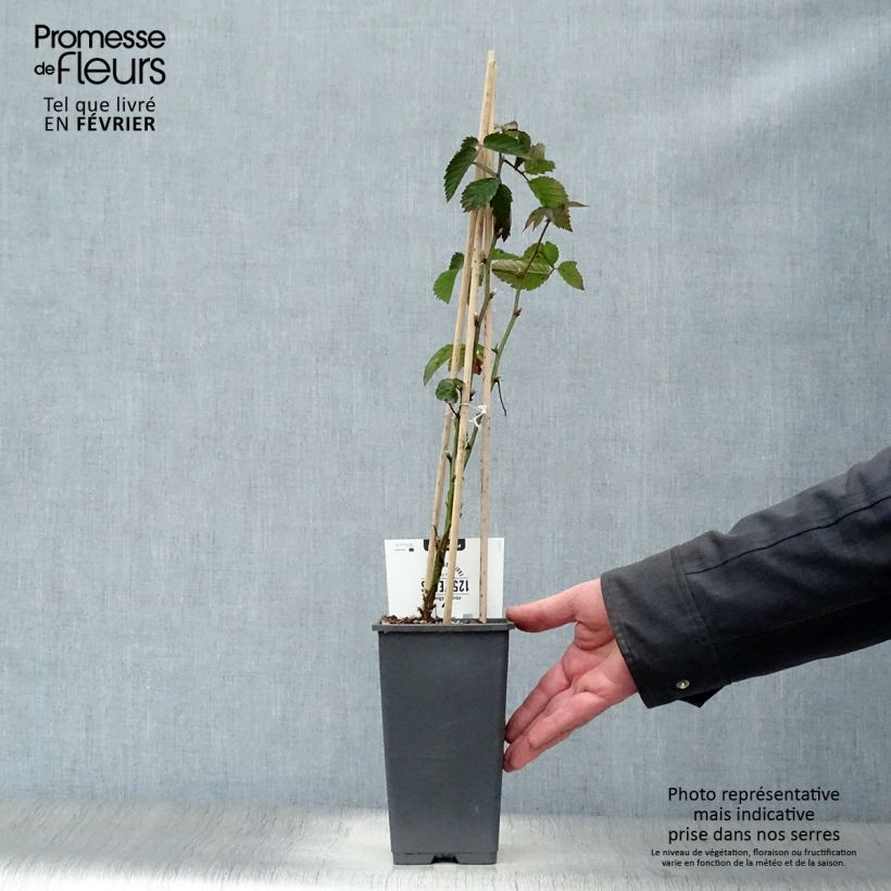 Mora Loch Ness Vaso da 1,5L/2L, Multifusto esemplare consegnato in inverno