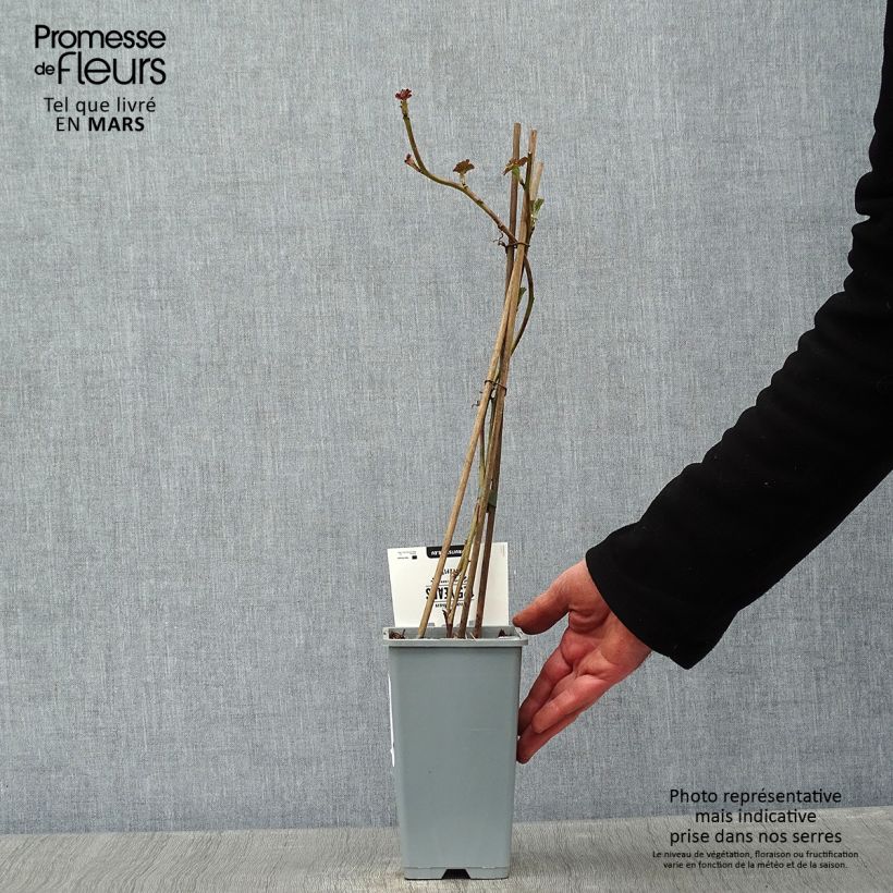 Rubus x loganobaccus Loganberry - Loganberry Vaso da 1,5L/2L, Multifusto esemplare consegnato in inverno