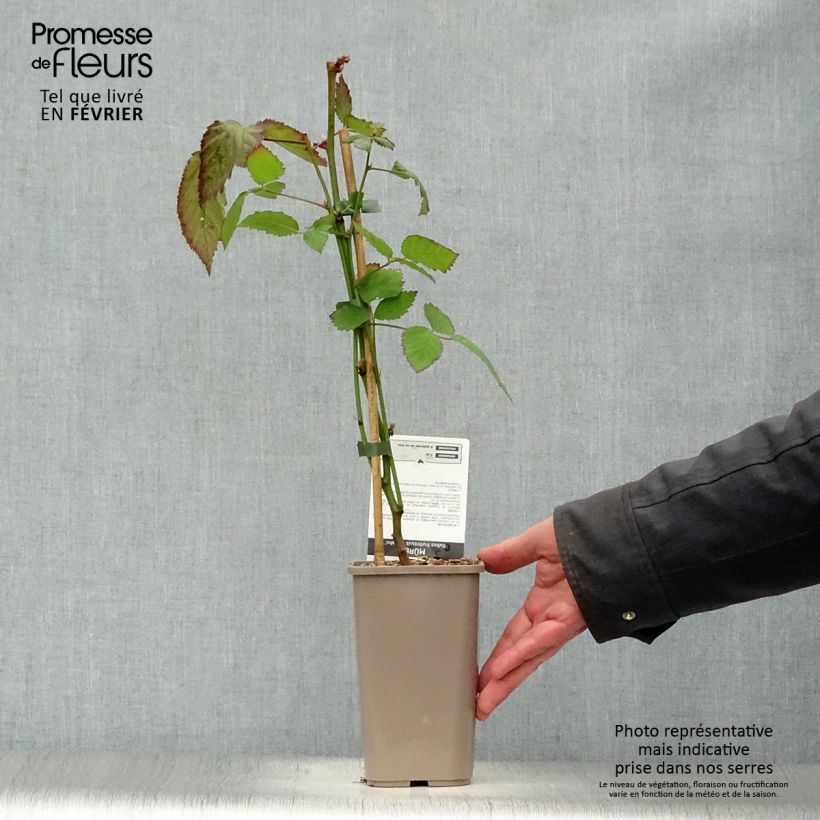 Mora Navaho Vaso da 1,5L/2L, Multifusto esemplare consegnato in inverno