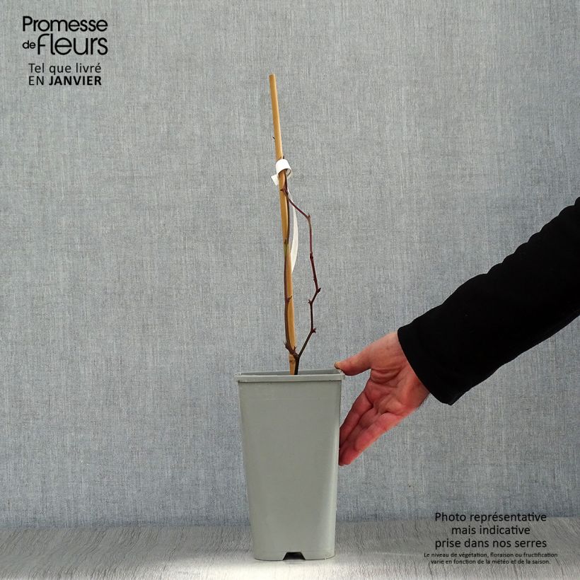 Mora Oregon Thornless Vaso da 1,5L/2L esemplare consegnato in inverno