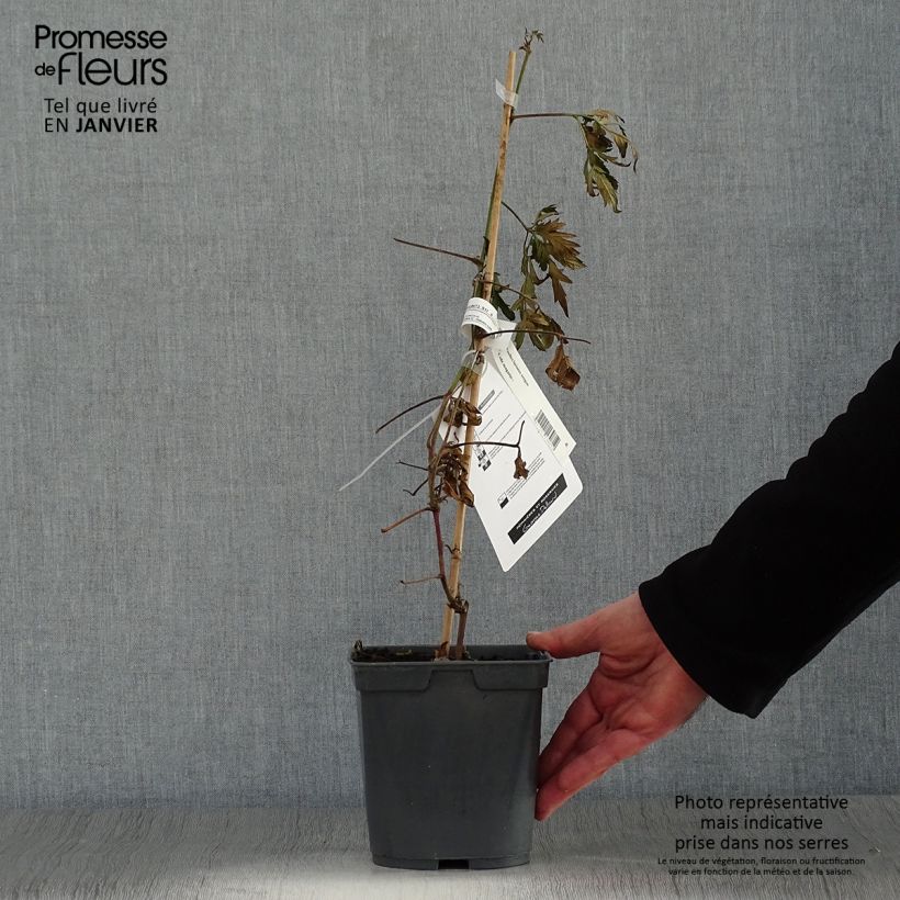 Mora Oregon Thornless Vaso da 2L/3L esemplare consegnato in inverno