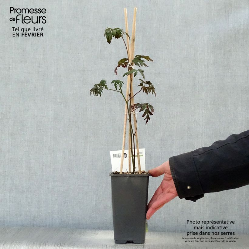 Mora Thornless Vaso da 1,5L/2L, Multifusto esemplare consegnato in inverno