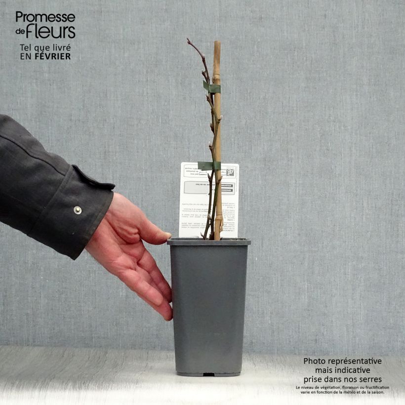 Mora Triple Crown Bio Vaso da 1,5L/2L esemplare consegnato in inverno