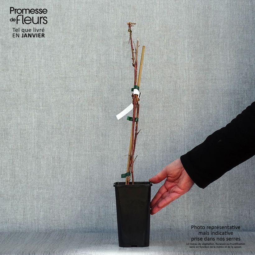 Mora ibrida tayberry Bounty Berry 'Yantay' Vaso da 1,5L/2L esemplare consegnato in inverno