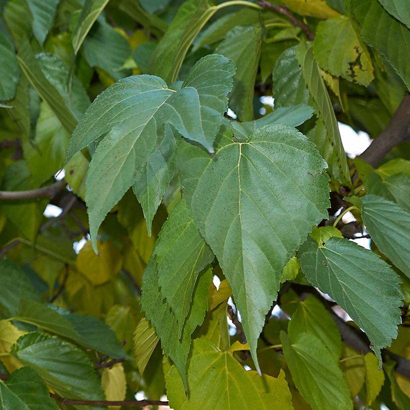 Morus alba var. laevigata King's White - Gelso bianco (Fogliame)